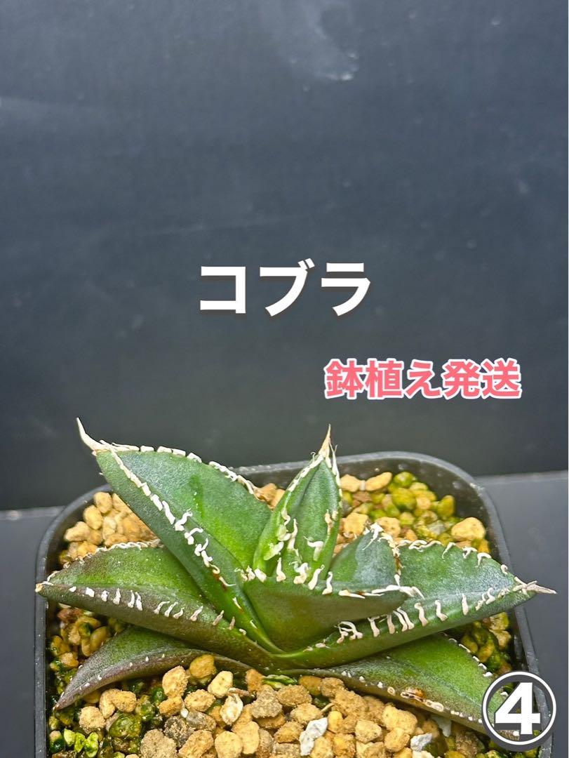 三本線赤玉土使用 黒い アガベ 塊根植物用土 「極小粒」 ２㍑ コーデックス培養土 売買されたオークション情報 落札价格 【au  payマーケット】の商品情報をアーカイブ公開