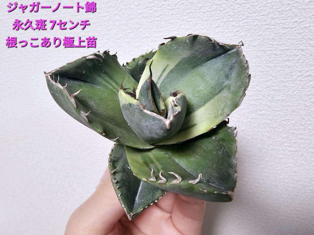 K311 まぶしく 多肉植物 アガベ チタノタ 黒犀牛超レア種優良血統 子株 売買されたオークション情報 落札价格 【au  payマーケット】の商品情報をアーカイブ公開