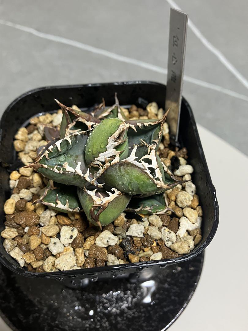 AGAVE titanota 恐ろしかっ from N plants アガベ チタノタ 売買されたオークション情報 落札价格 【au  payマーケット】の商品情報をアーカイブ公開