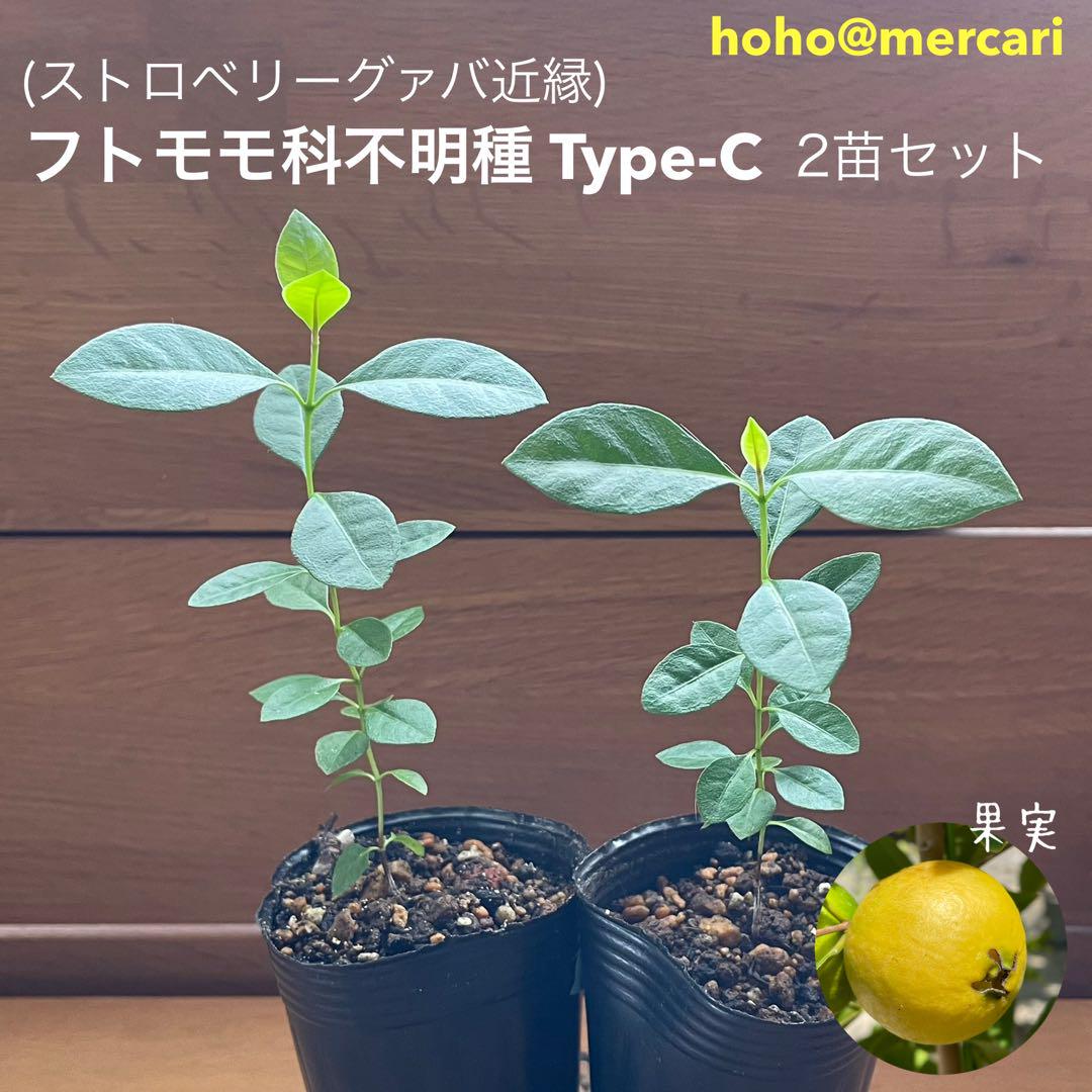 449〓フトモモ科不明種TypeC 特大黄実 ストロベリーグァバ 2苗セット 売買されたオークション情報 落札价格 【au  payマーケット】の商品情報をアーカイブ公開