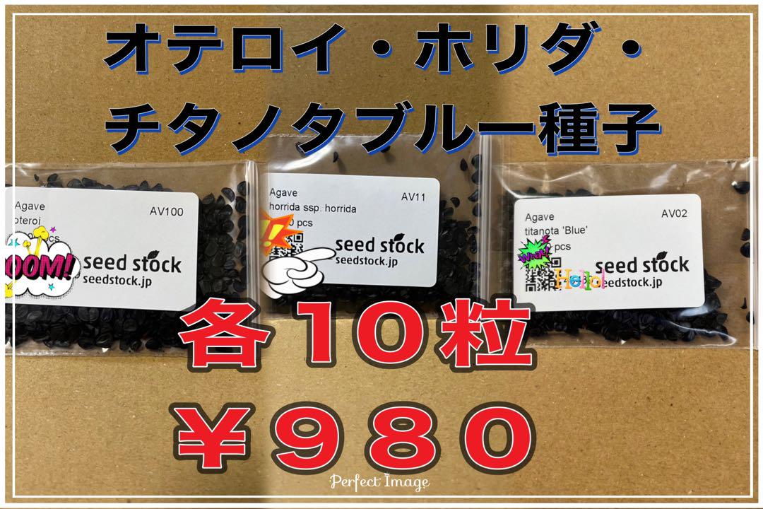 アガベ種子3種 オテロイ ホリダ チタノタブルー 各10粒 売買されたオークション情報 落札价格 【au payマーケット】の商品情報をアーカイブ公開