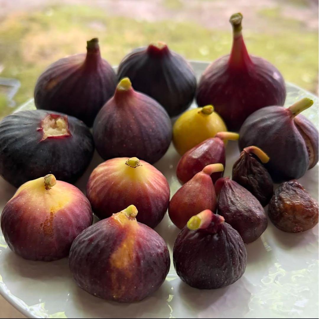 いちじくの剪定枝 挿し木 接木 穂木 高級果物をお家で食べよう イチジク fig 売買されたオークション情報 落札价格 【au  payマーケット】の商品情報をアーカイブ公開