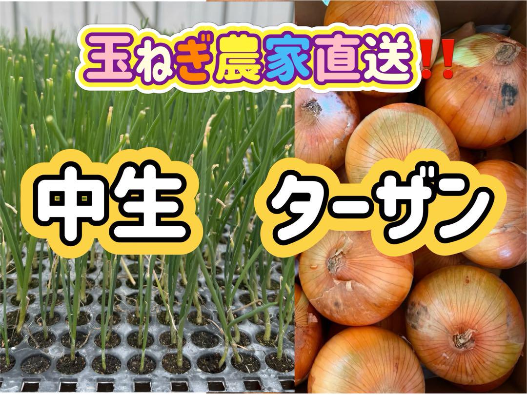 玉ねぎ苗 ターザン 100本 せま