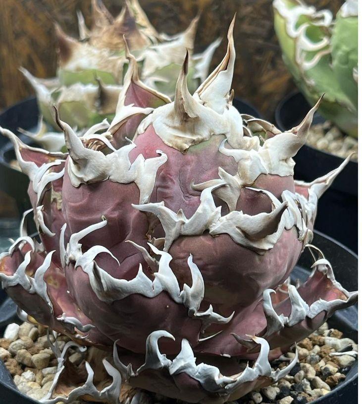 T89多肉植物アガベ チタノタ 赤狮 紅狮 台湾有望株 売買された