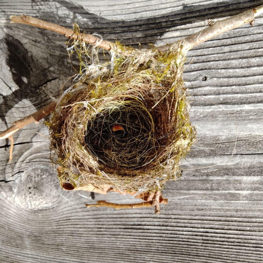 天然 鳥の巣 短かっ