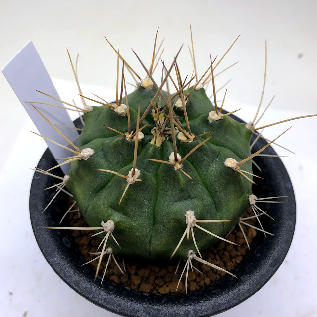 サボテン：ギムノカリキウム 翠晃冠*M*幅5.5cm こころよき