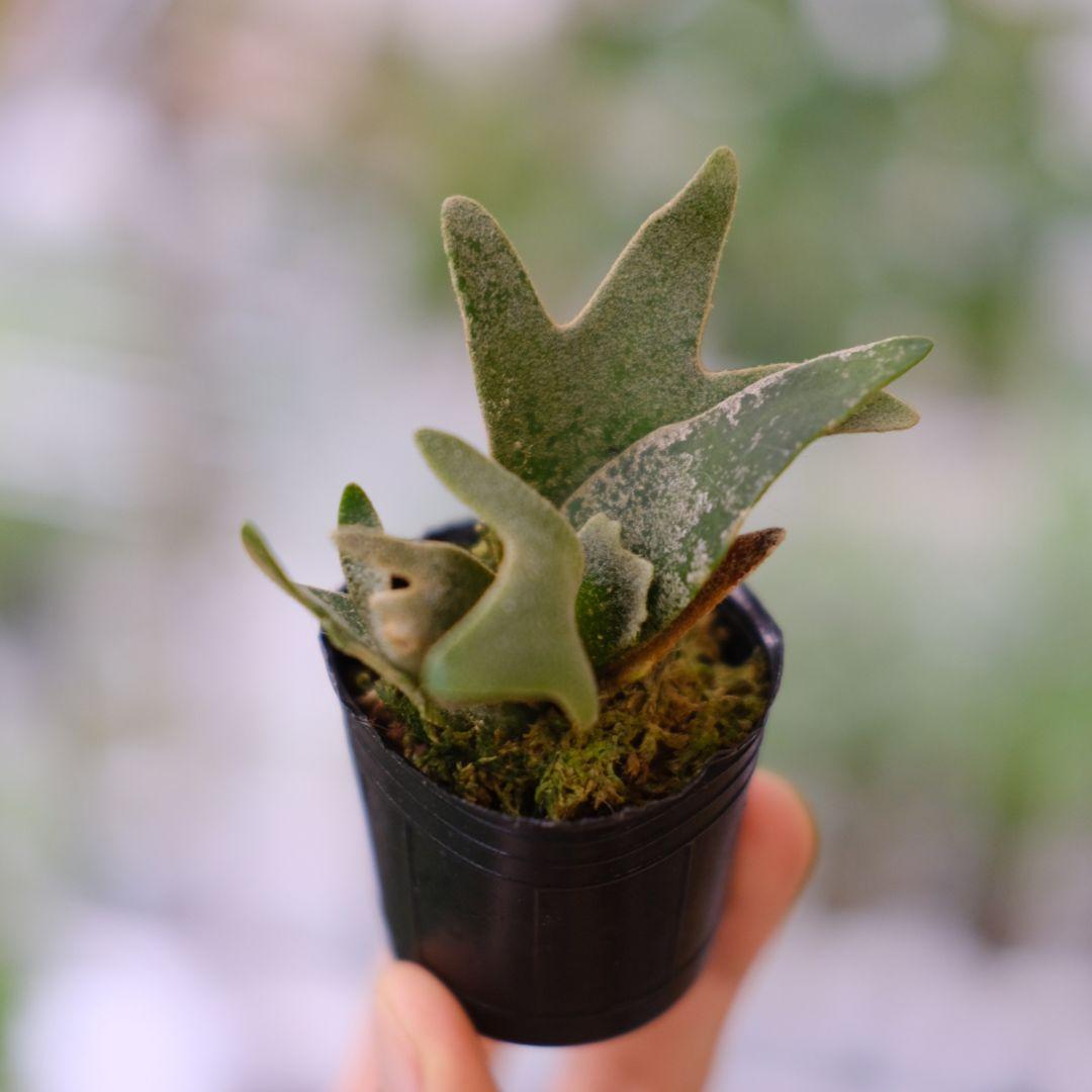 月光爪哇　ビカクシダ コウモリラン　観葉植物 Just platycerium | ∞ 茶と緑と白と。 #月光爪哇 #willinckii