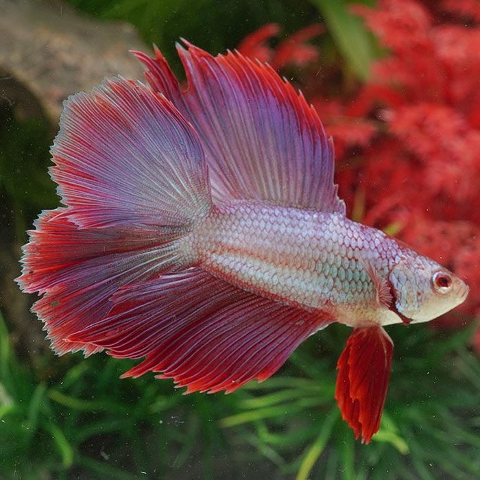 熱帯魚)1点物ベタ ダブルテール オス ♂ アルビノ015 （約３-４cm)(１