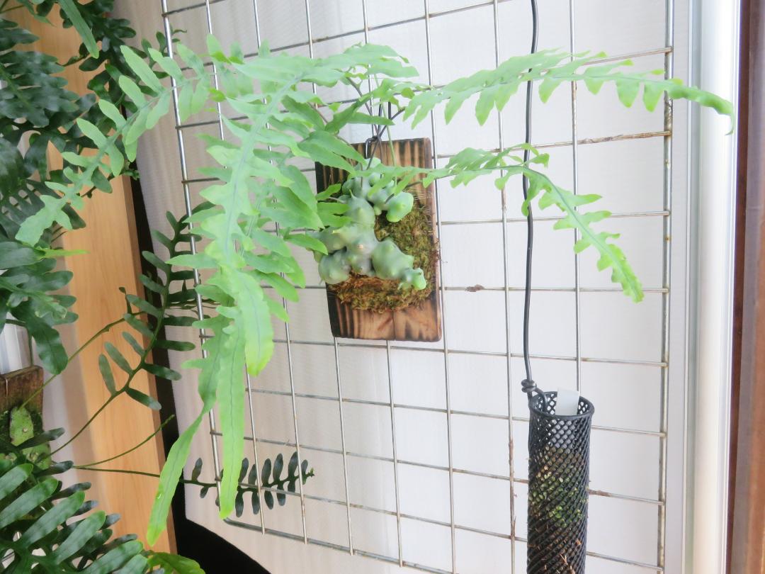 Lecanopteris deparioides レカノプテリス アリ植物 緩い Lecanopteris deparioides レカノプテリス アリ植物 緩い