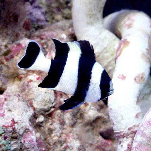 海水魚）ヨスジリュウキュウスズメダイ（３匹） 北海道・九州航空便要保温 男らし