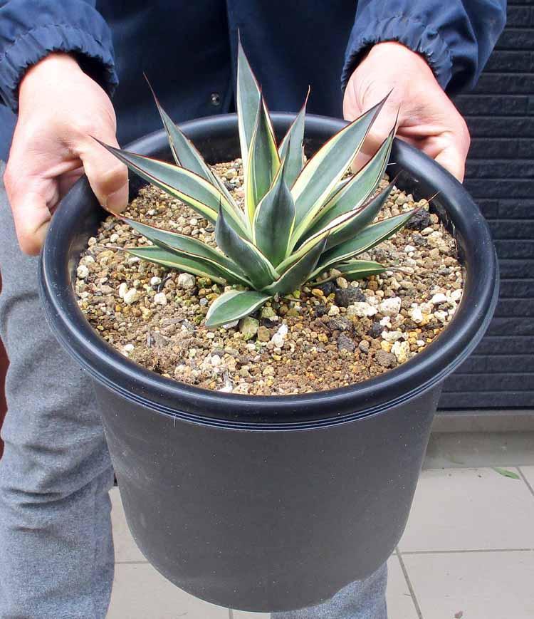 現品】アガベ・スノーグロー Agave hyb.'Snow 胡散臭く Grow'8号R5 現品】アガベ・スノーグロー Agave hyb.'Snow 胡散臭く Grow'8号R5