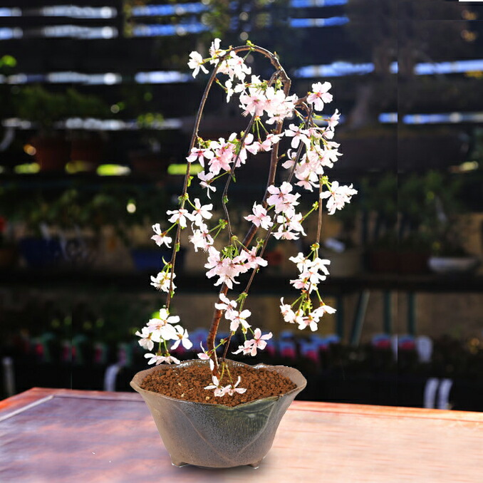 桜盆栽：しだれ富士桜（瀬戸焼変形鉢） *＜2025年春開花＞しだれ