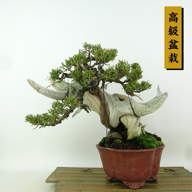 盆栽 真柏 樹高 約22cm しんぱく 高級盆栽 Juniperus chinensis シンパク “ジン シャリ” ヒノキ