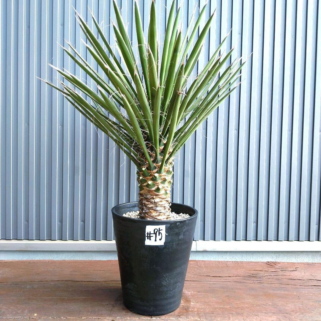 #63 ユッカフィリフェラ （Yucca Filifera） 発根済 ユッカフィリフェラ（Yucca Filifera ）