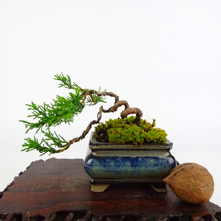 盆栽 真柏 樹高 上下 約7cm しんぱく Juniperus chinensis シンパク ヒノキ科 かわいらしかっ 常緑樹