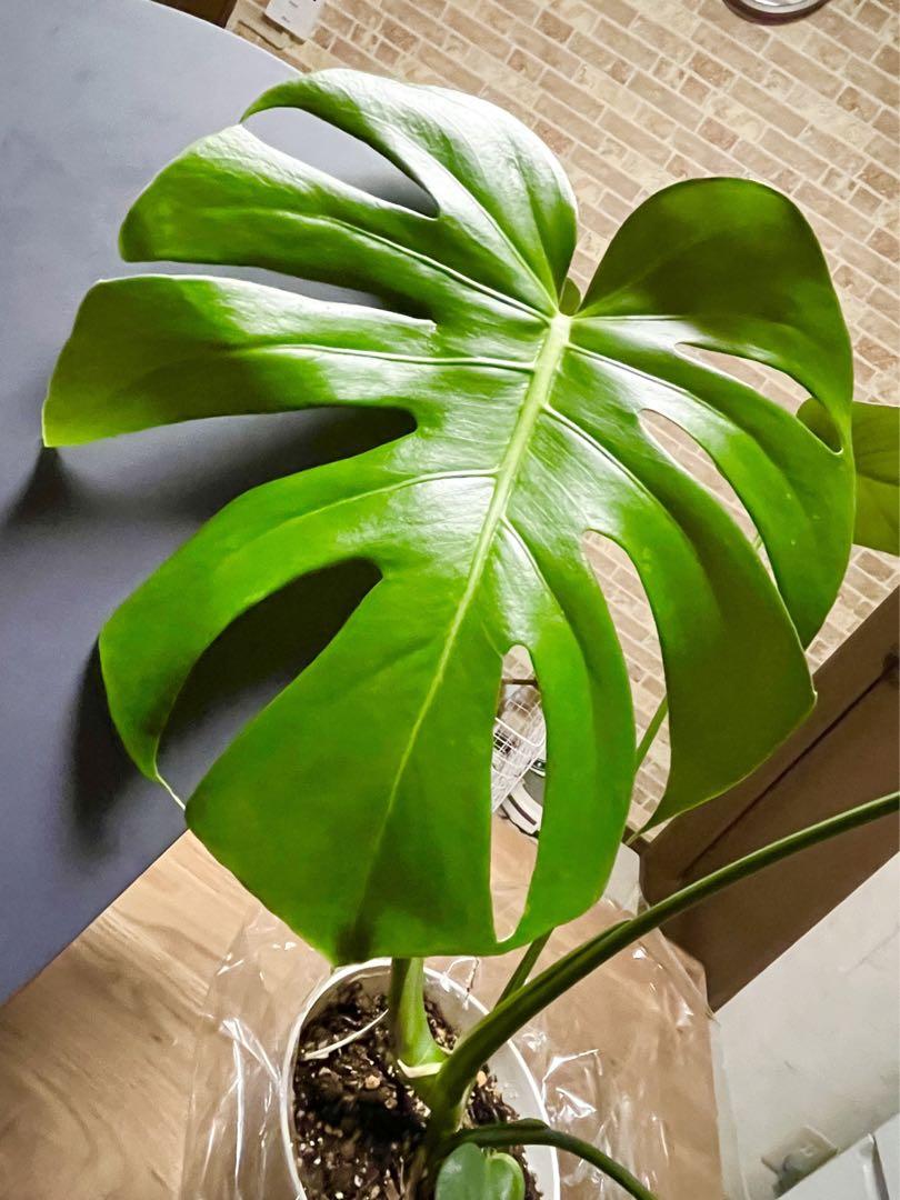 観葉植物 モンステラ デリシオーサ 鉢のまま まっくろ 観葉植物 モンステラ デリシオーサ 鉢のまま まっくろ