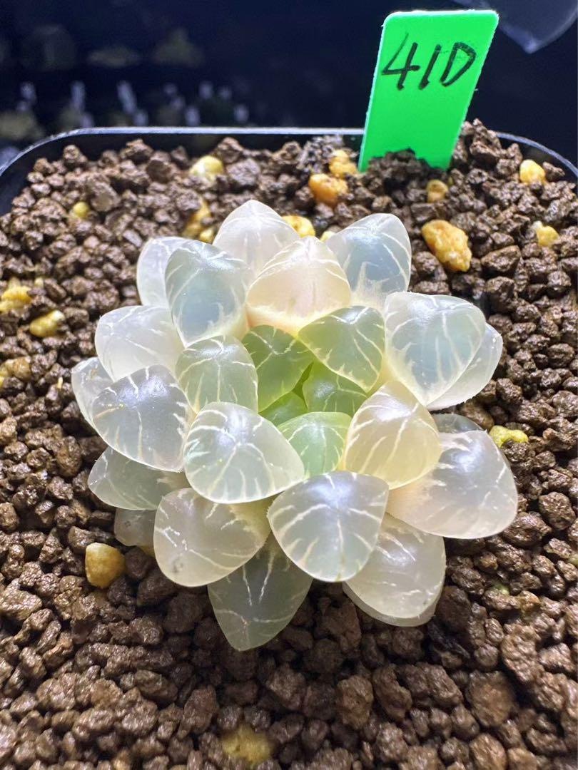 アロエ ラモシシマ ラモシッシマ 実生 多肉植物 珍奇植物 塊根