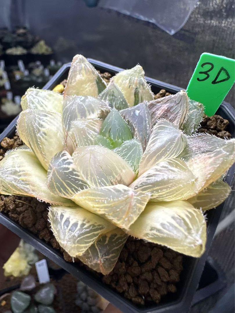 アロエ ラモシシマ ラモシッシマ 実生 多肉植物 珍奇植物 塊根 アロエ ラモシシマ ラモシッシマ 実生 多肉植物 珍奇植物 塊根