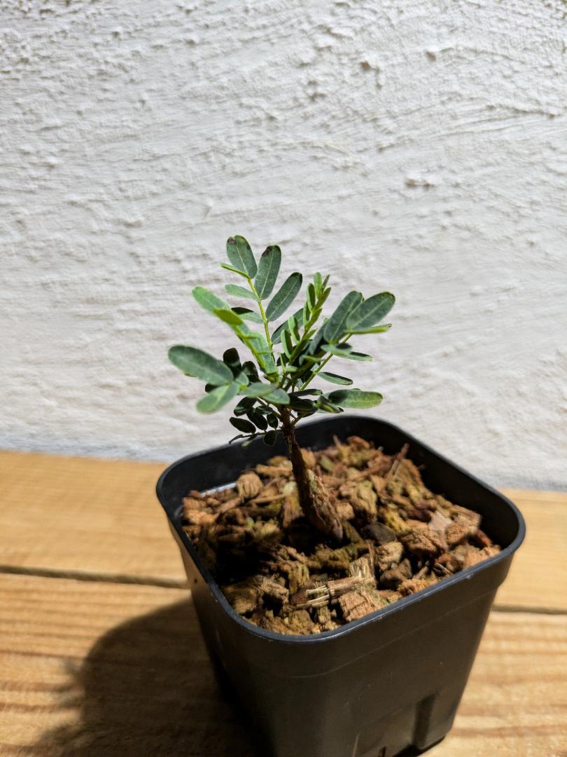 センナ メリディオナリス【塊根植物・コーデックス・国内実生 センナ メリディオナリス【塊根植物・コーデックス・国内実生