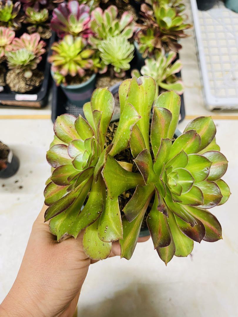 アエオニウム 万華鏡法師錦 （B105 アエオニウム 多肉植物 彩蝶