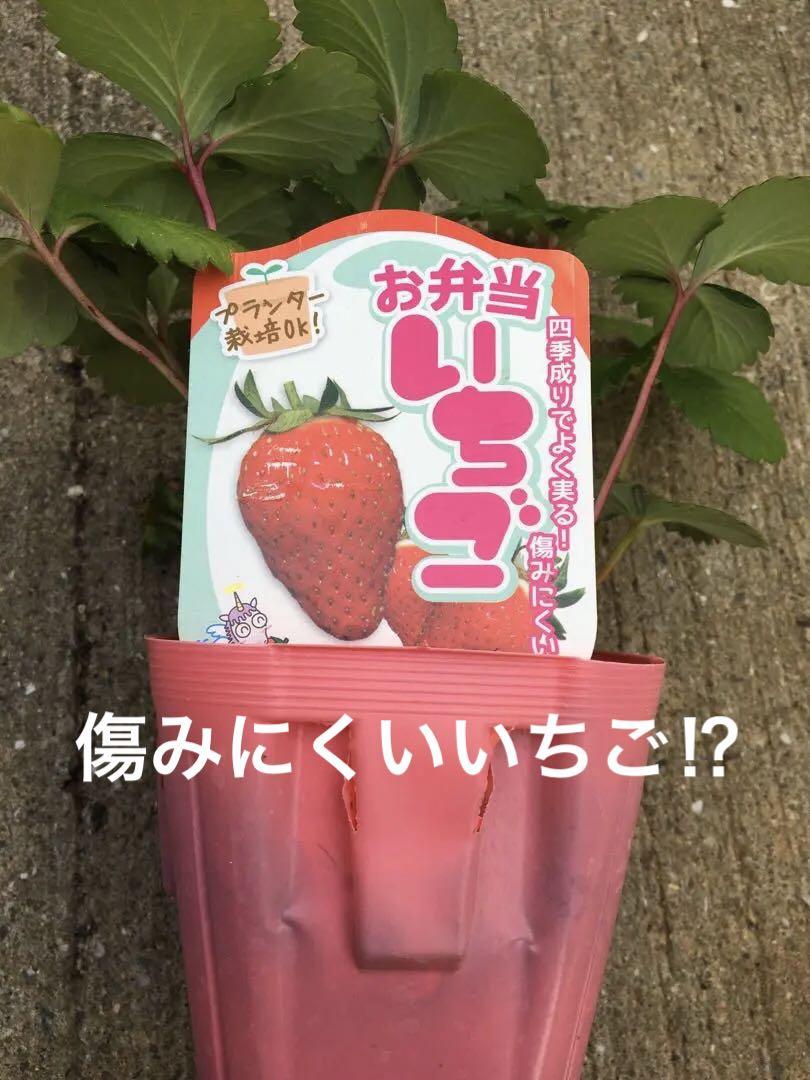 ②ピンク花 傷みにくい 甘いいちご いちご苗 苗 お弁当いちご 四季なり 売買されたオークション情報 落札价格 【au  payマーケット】の商品情報をアーカイブ公開