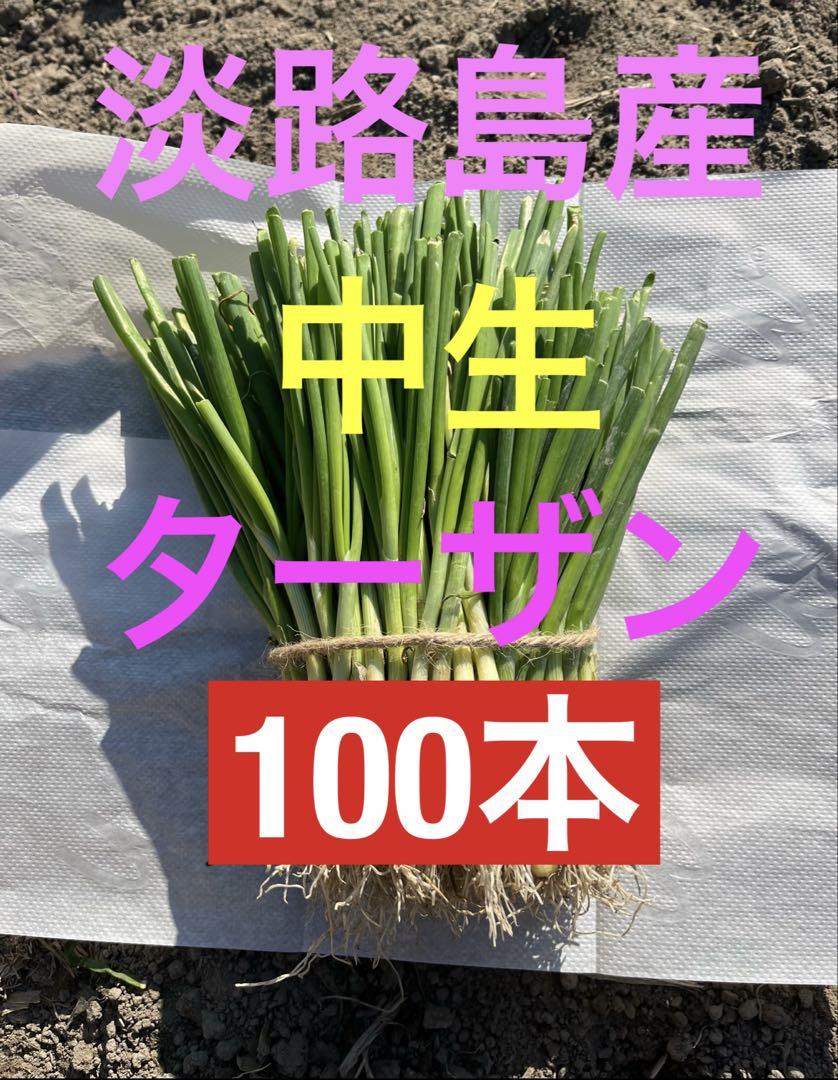 淡路島産 玉ねぎ苗 中生ターザン 100本