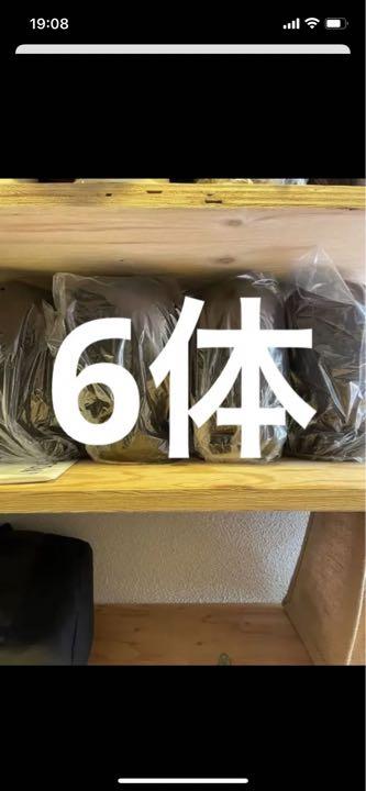 美容師 カットウィッグ 6体 東京チャームno.5