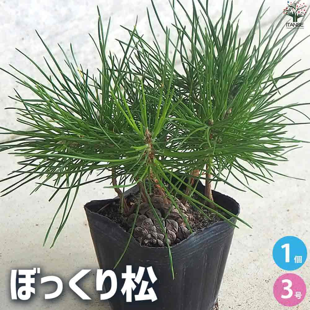 送料無料】ぼっくり松【盆栽】植木苗 観賞用 庭木 ミニサイズ コンパクト 室内 オフィス