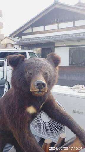 熊の剥製 素早く