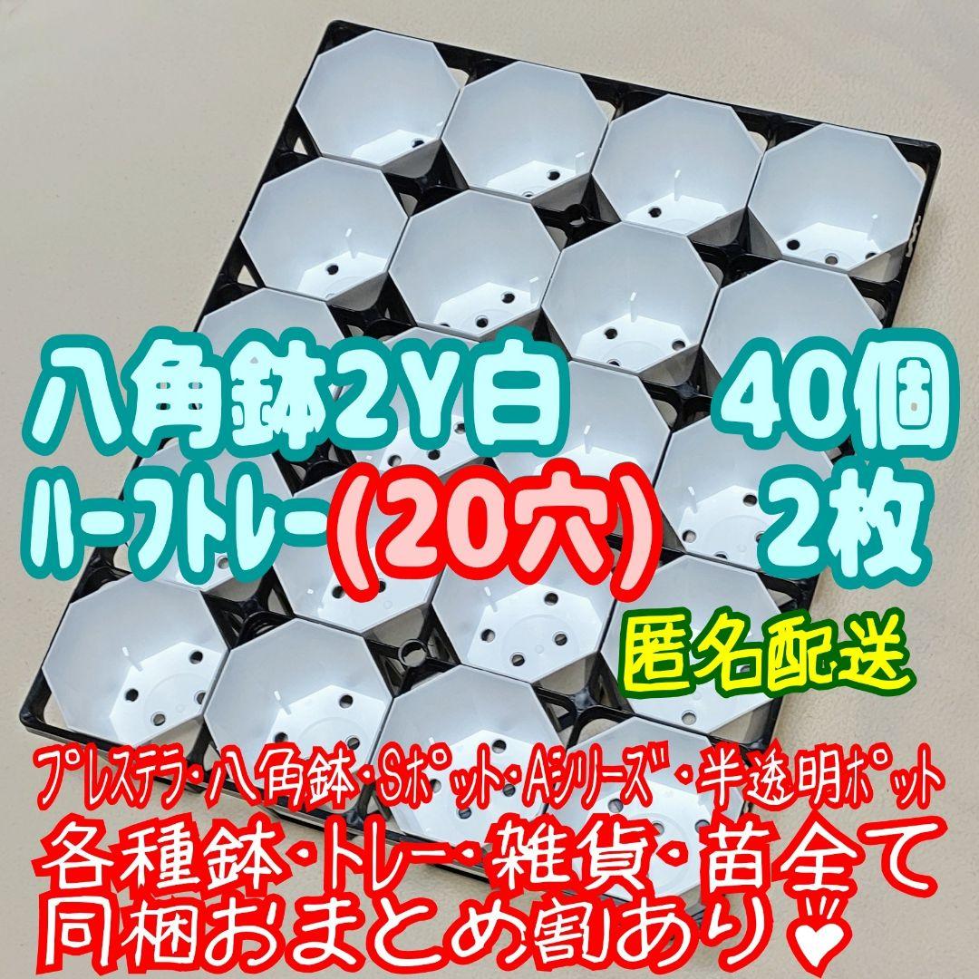 カネヤ八角鉢2Y白40個+ハーフトレー2枚 プラ鉢スリット鉢