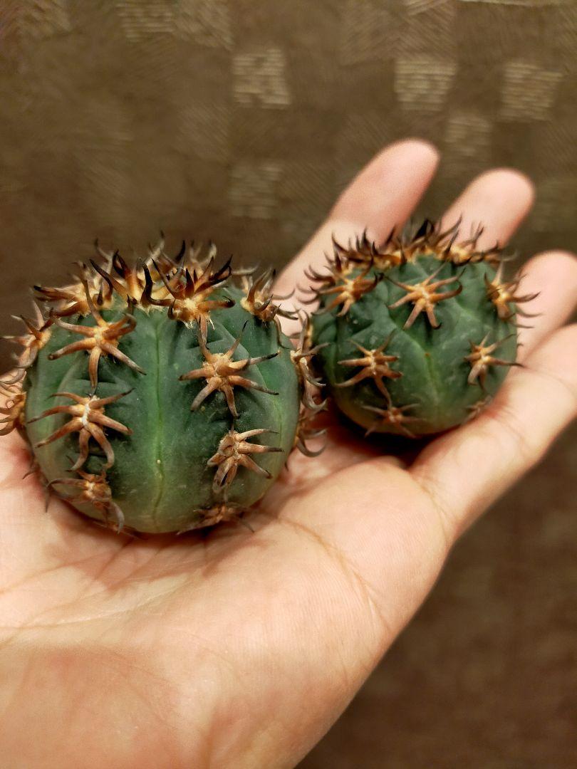 ギムノカリキウム 短刺天平② 分頭 天平丸 サボテン・多肉植物