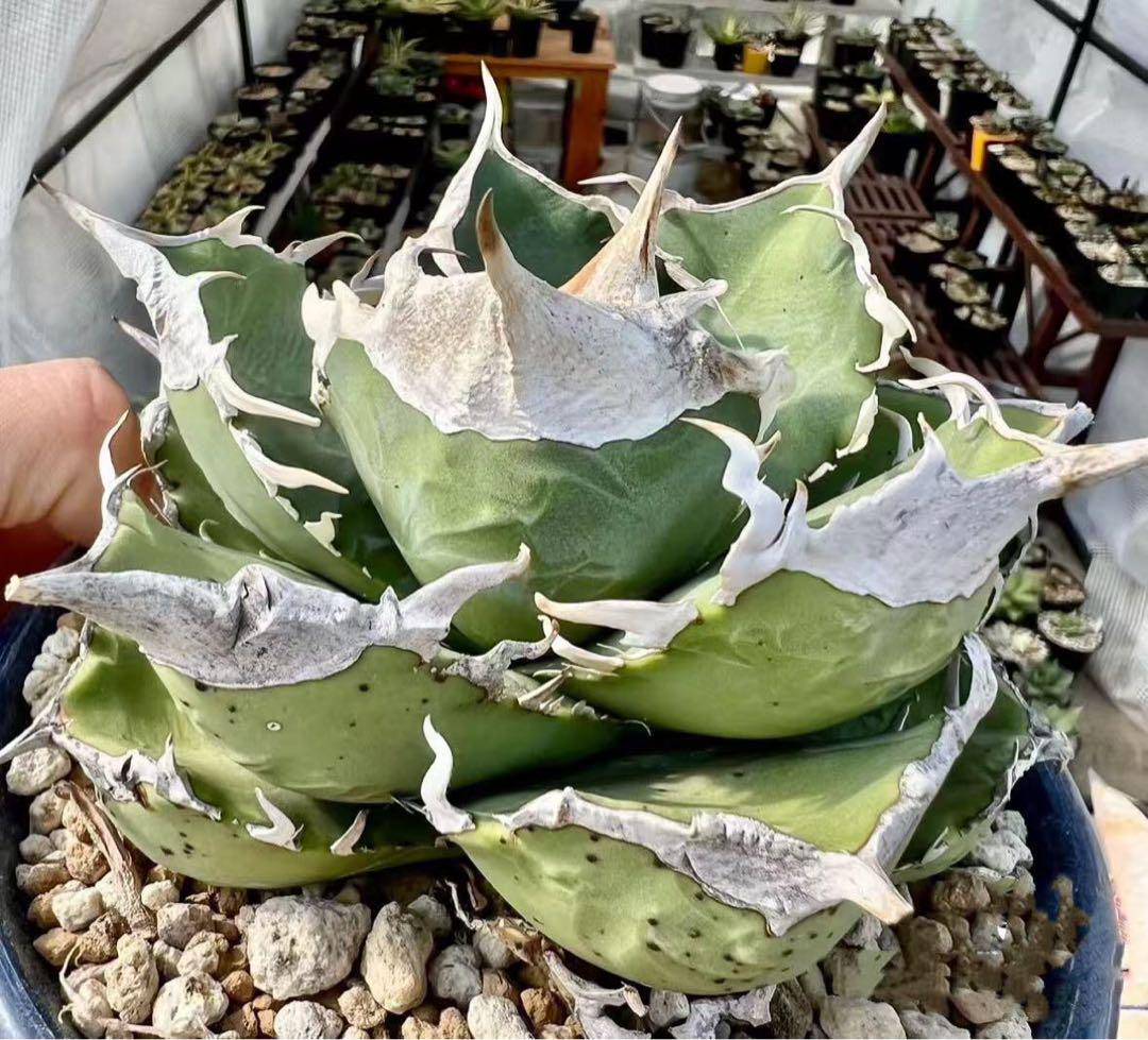 🌿44to plants🌿 | アガベ 冰雹 順調に顔が出てきて成長中の冰雹