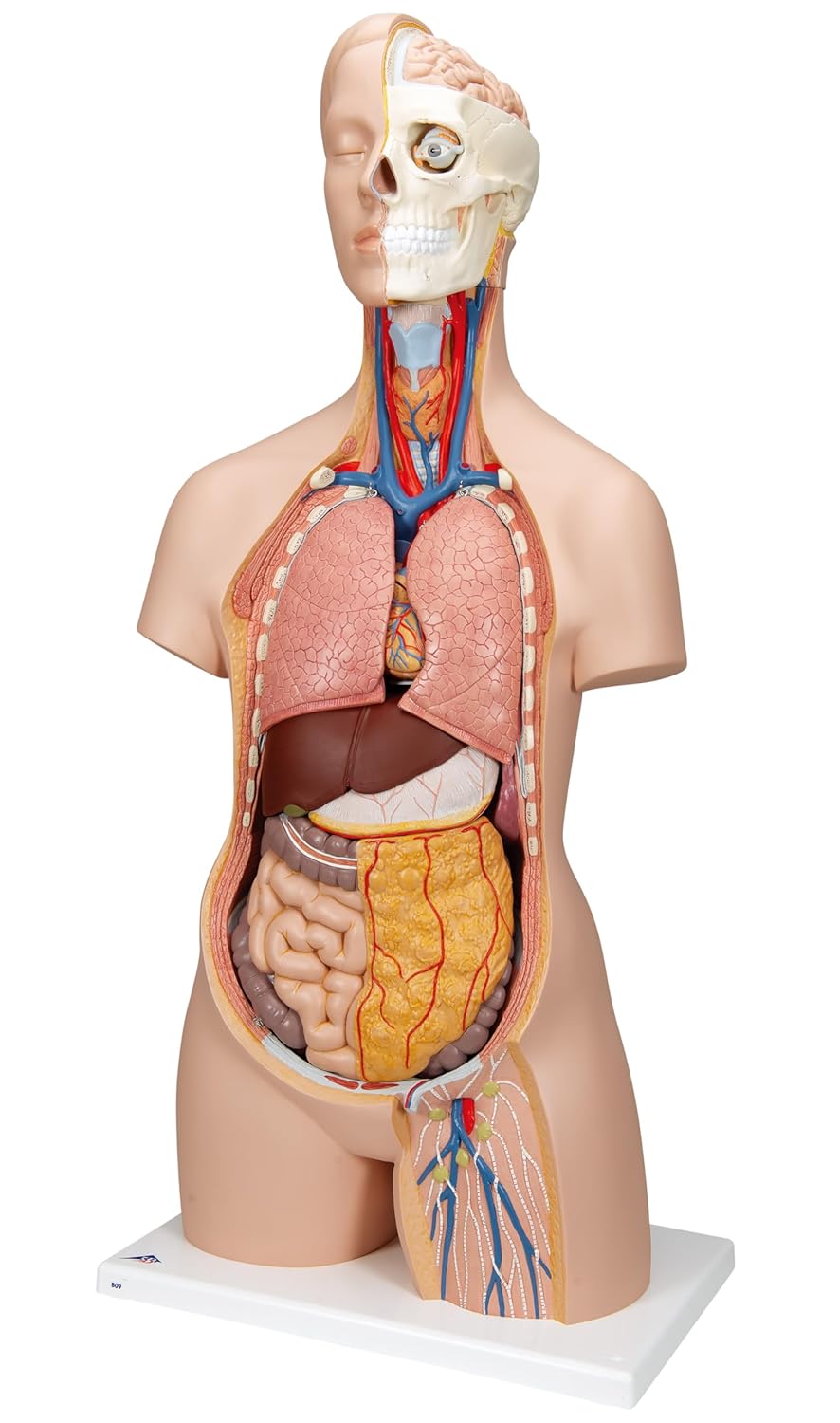 シンプルな人体解剖模型，内臓は取り外せます，トルソー，12分解モデル，無性 - ものたりな