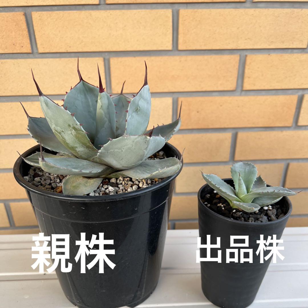 Agave parryi truncata アガベ パリー トルンカータ② 売買されたオークション情報 落札价格 【au  payマーケット】の商品情報をアーカイブ公開