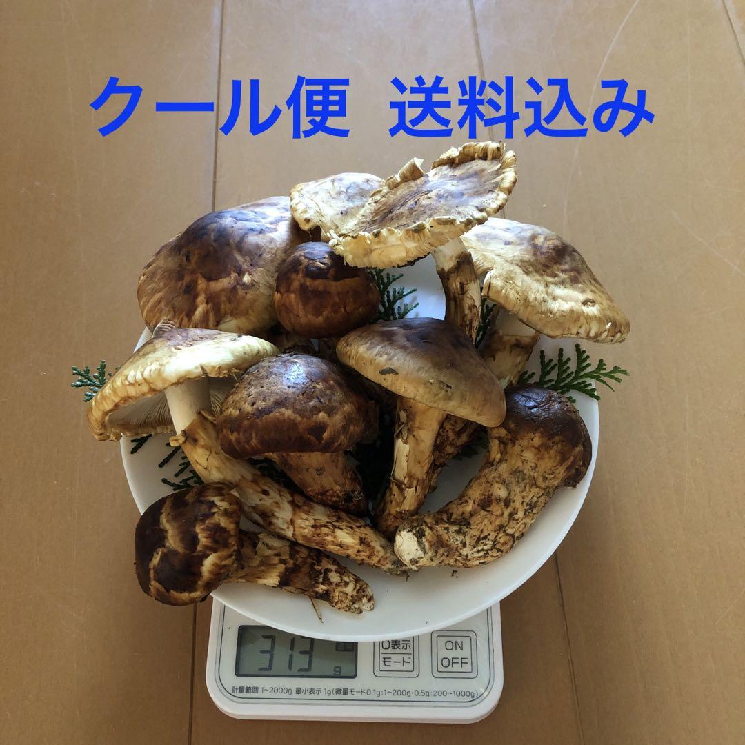 国産 早松茸 さまつ ③