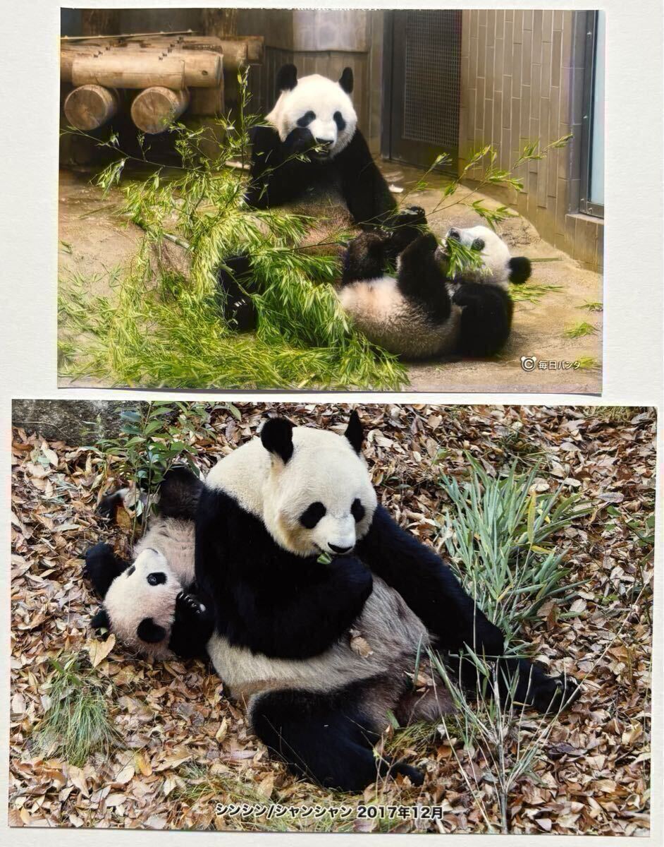 Amazon.co.jp: 上野動物園ポストカード ジャイアントパンダ