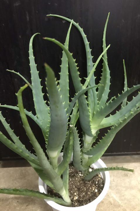 キダチアロエ鉢植え 売買されたオークション情報 落札价格 【au payマーケット】の商品情報をアーカイブ公開