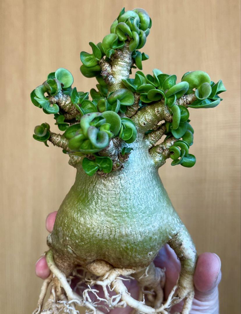獅子葉/アデニウム】Dorset Horn Adenium（DHA) ⑦