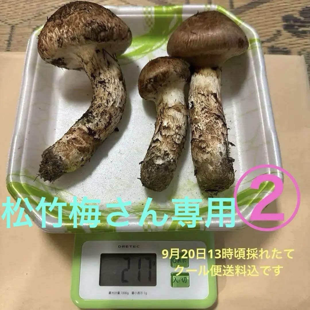 9月20日１３時頃 採れたて 岩手県産松茸 国産 マツタケ まつたけ 売買されたオークション情報 落札价格 【au  payマーケット】の商品情報をアーカイブ公開