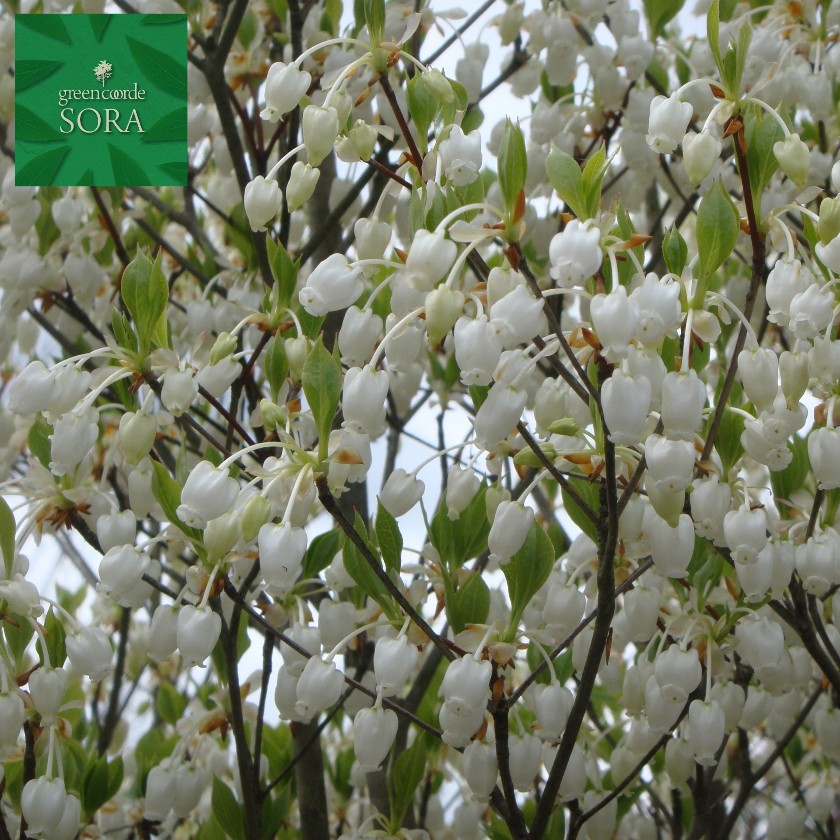 ドウダンツツジ 白花 H500〜700mm 10本 鉢底より　植木 苗