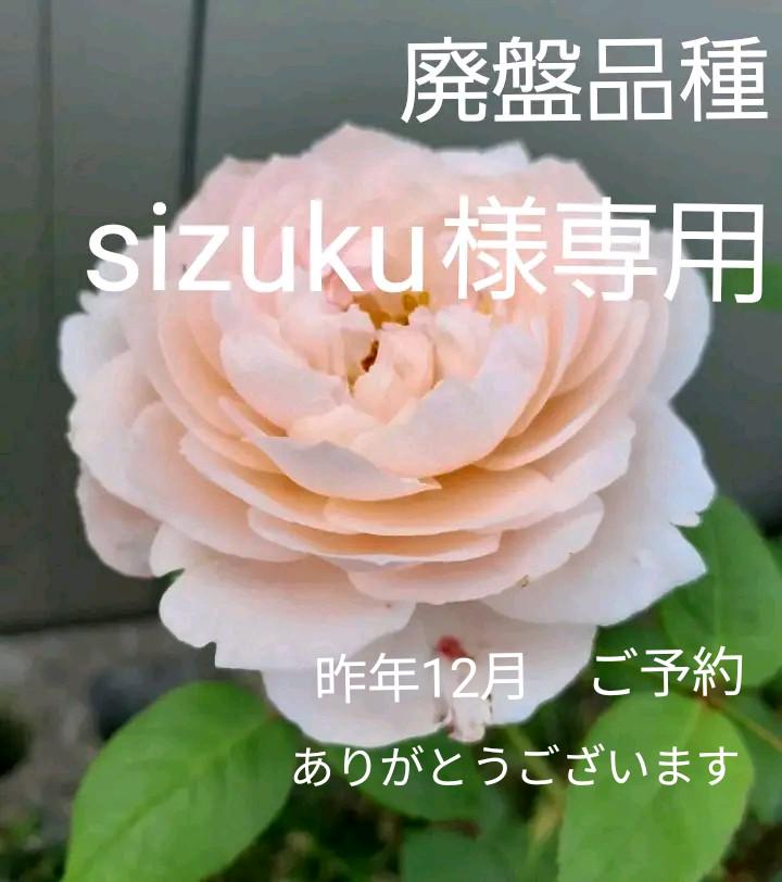 ◾️エボリスピナ陽炎⑥◾️エグいうねり 陽炎 ホワイトスパイン