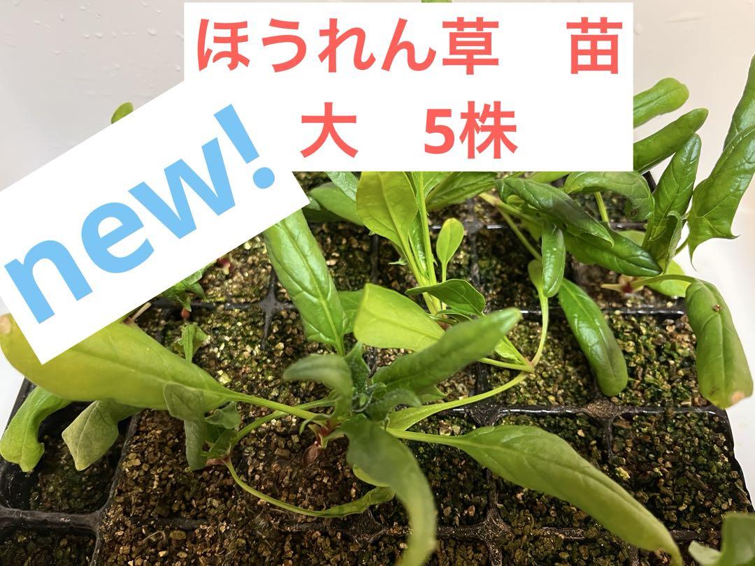 最高香りベトナムハイゴショウカット苗10本挿し木用。葉お料理 最高香りベトナムハイゴショウカット苗10本挿し木用。葉お料理