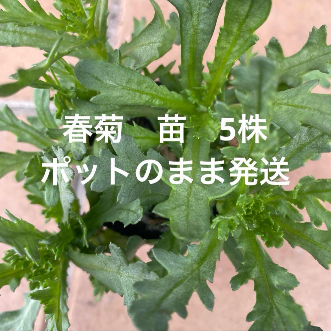 最高香りベトナムハイゴショウカット苗10本挿し木用。葉お料理 最高香りベトナムハイゴショウカット苗10本挿し木用。葉お料理