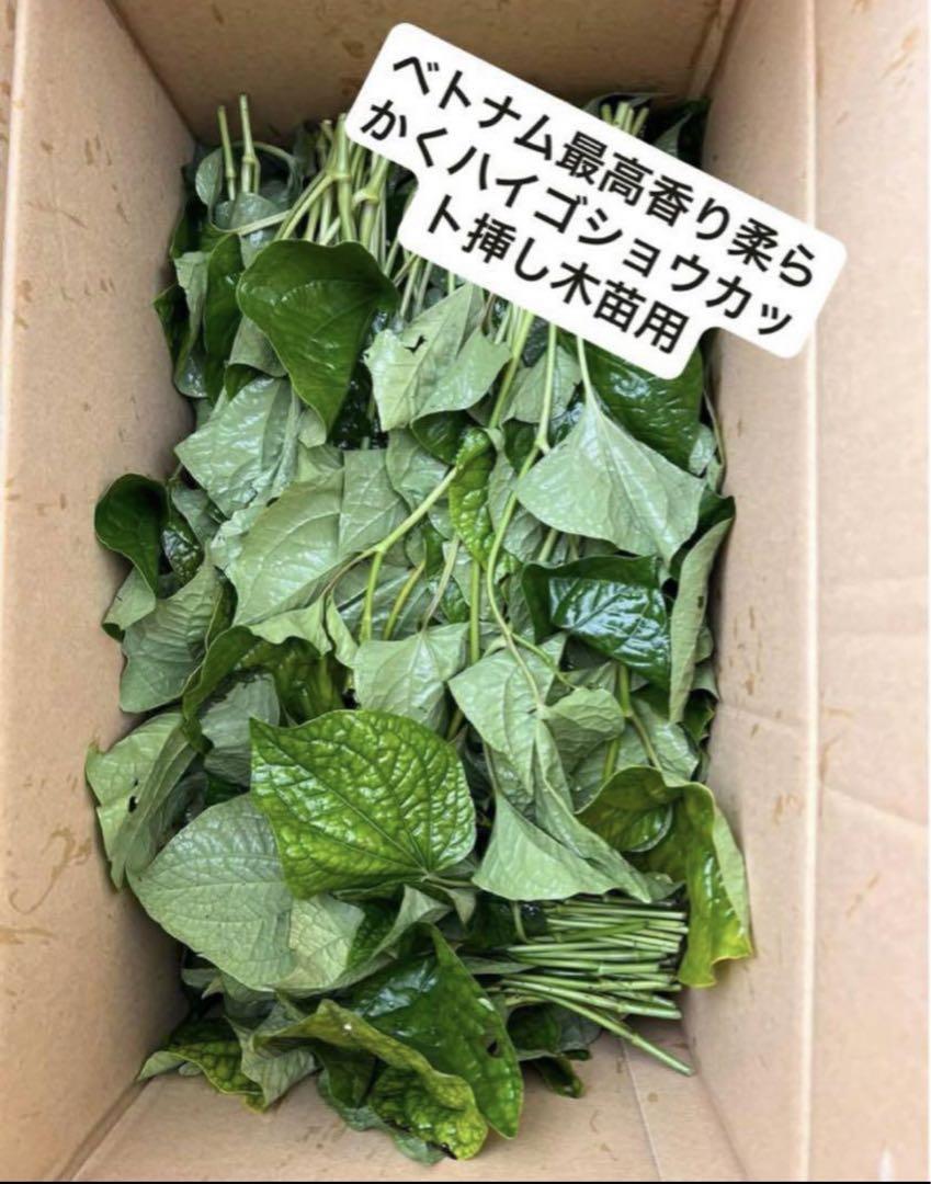 最高香りベトナムハイゴショウカット苗10本挿し木用。葉お料理使って 最高香りベトナムハイゴショウカット苗10本挿し木用。葉お料理使って