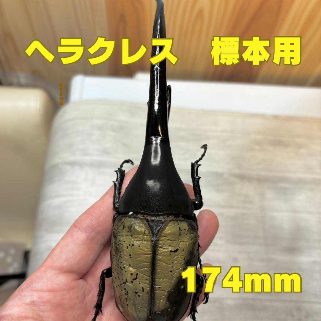 ヘラクレスオオカブト ヘラクレスヘラクレス 標本用 昆虫 特大 174mm ヘラクレスオオカブト ヘラクレスヘラクレス 標本用 昆虫 特大 174mm